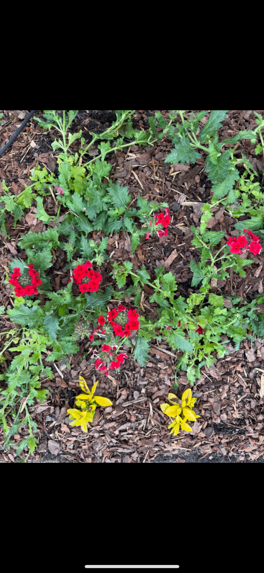 Landscaping & Mulch